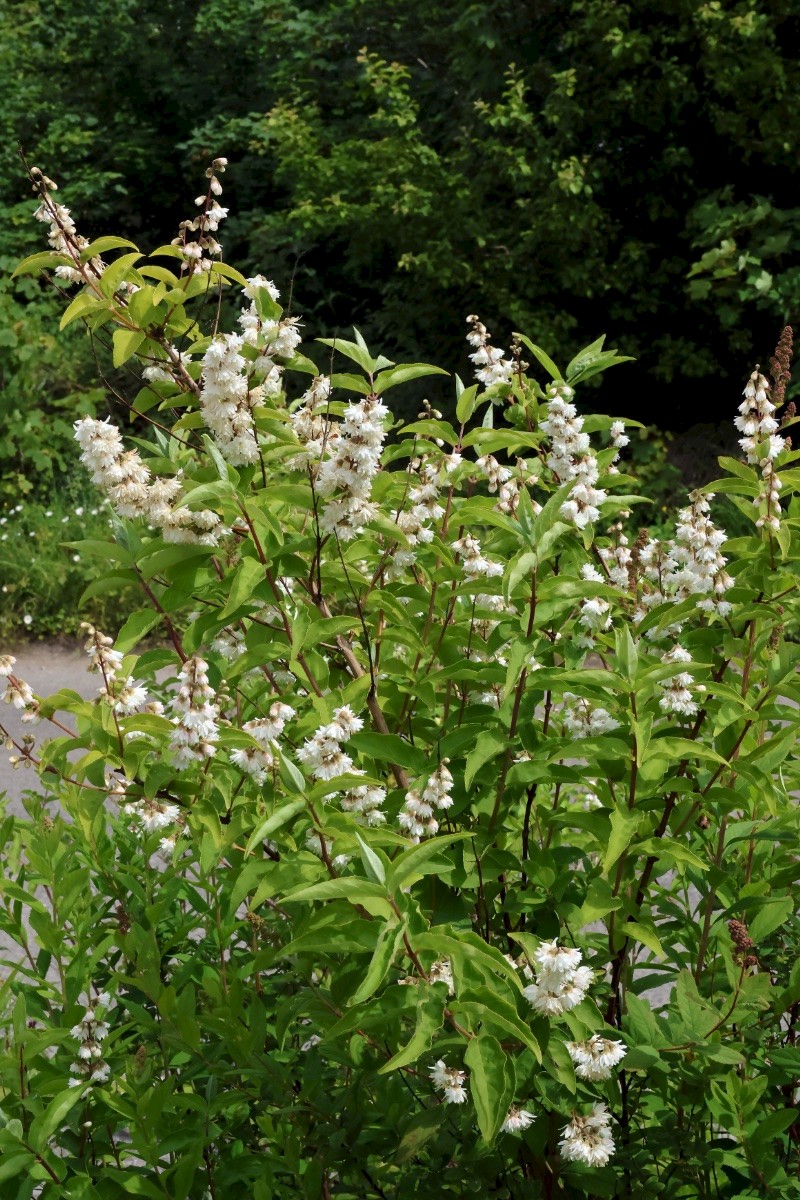 Deutzia scabra - © Charles Hipkin