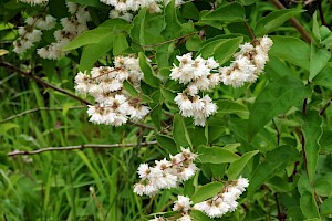 Deutzia: Deutzia scabra