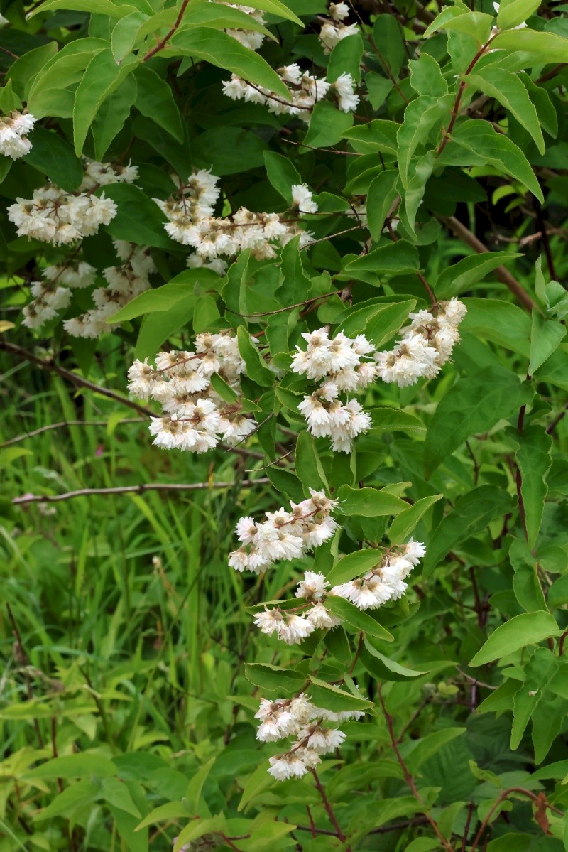 Deutzia scabra - © Charles Hipkin