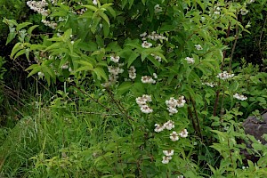 Deutzia: Deutzia scabra