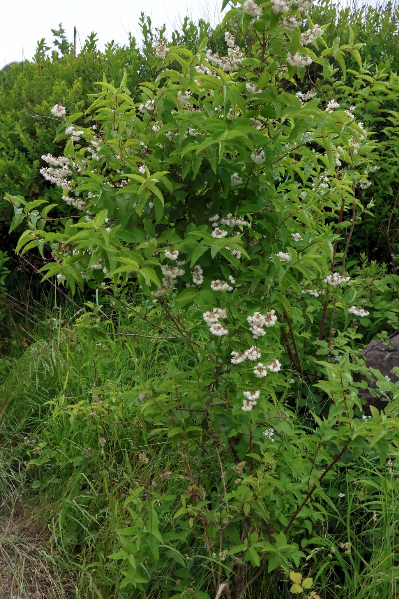 Deutzia scabra - © Charles Hipkin