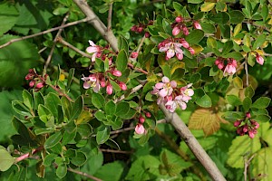 Langley Escallonia: Escallonia x langleyensis (E. rubra x E. virgata)