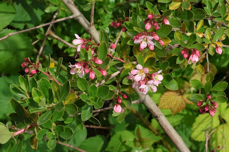 Escallonia x langleyensis (E. rubra x E. virgata) - © Charles Hipkin