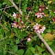 Escallonia x langleyensis (E. rubra x E. virgata)