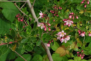 Langley Escallonia: Escallonia x langleyensis (E. rubra x E. virgata)