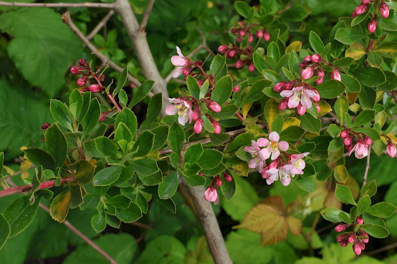 Escallonia x langleyensis (E. rubra x E. virgata) - © Charles Hipkin