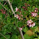 Escallonia x langleyensis (E. rubra x E. virgata)