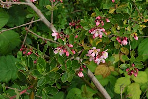 Langley Escallonia: Escallonia x langleyensis (E. rubra x E. virgata)