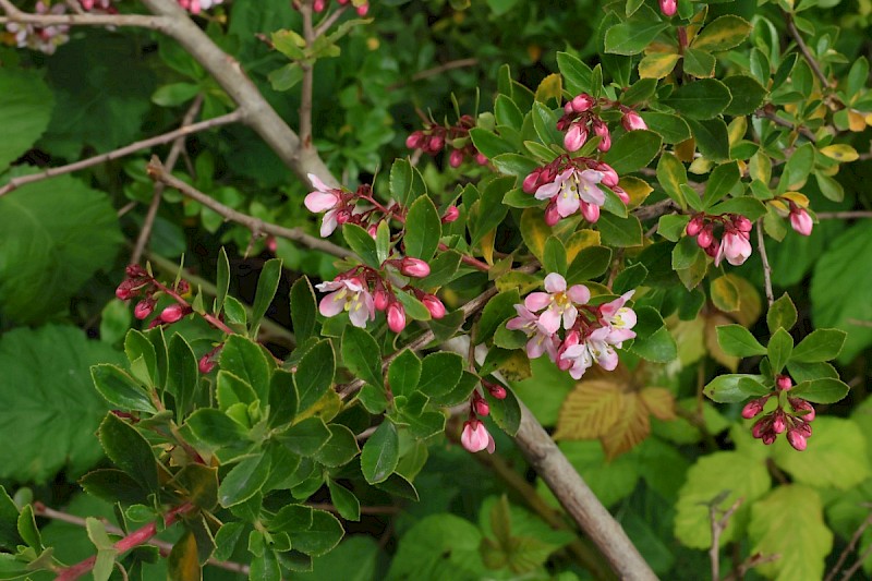 Escallonia x langleyensis (E. rubra x E. virgata) - © Charles Hipkin