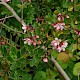 Escallonia x langleyensis (E. rubra x E. virgata)