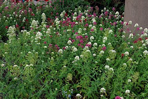 Red Valerian: Centranthus ruber