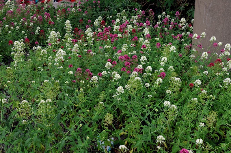 Centranthus ruber - © Charles Hipkin