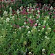 Centranthus ruber