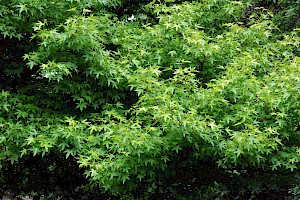 Smooth Japanese-maple: Acer palmatum