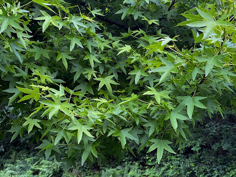 Acer palmatum - © Charles Hipkin