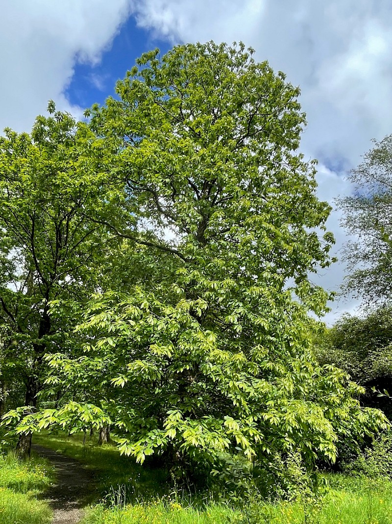 Castanea sativa - © Charles Hipkin