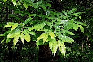 Sweet Chestnut: Castanea sativa