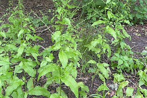 Wood Dock: Rumex sanguineus