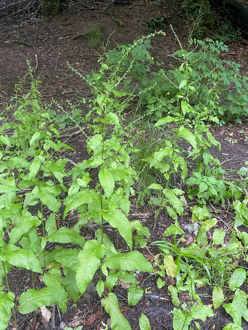 Rumex sanguineus - © Charles Hipkin