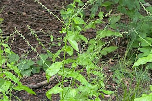 Wood Dock: Rumex sanguineus