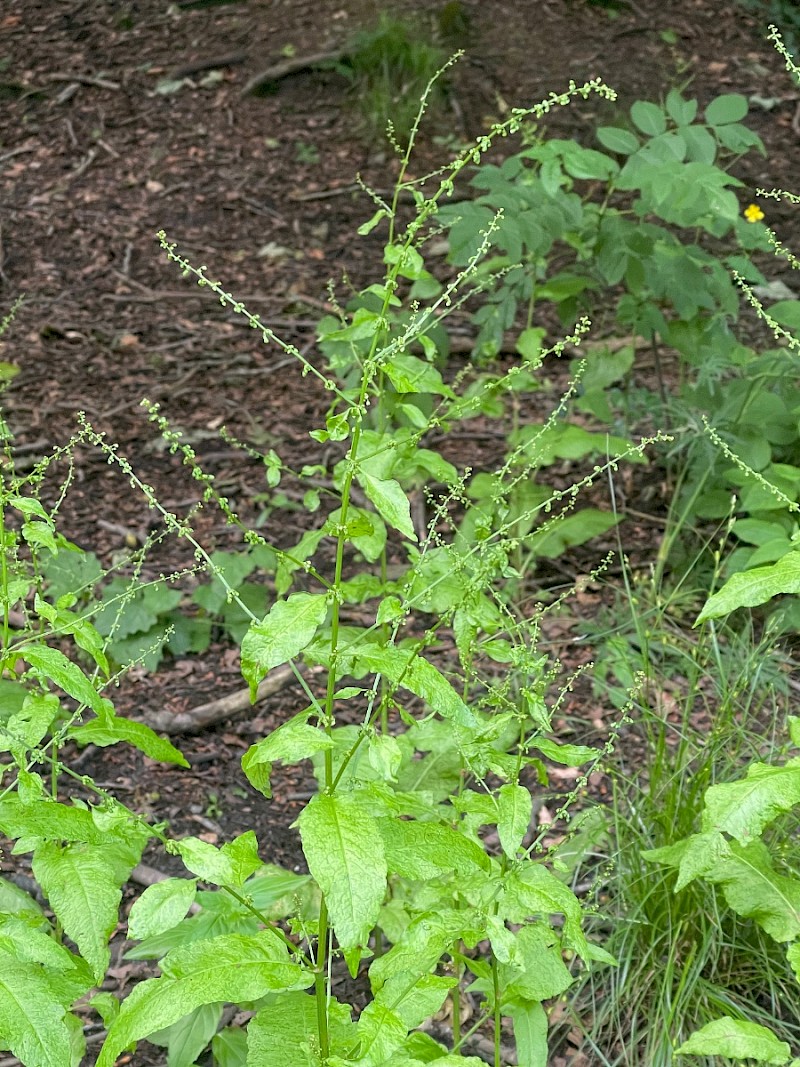 Rumex sanguineus - © Charles Hipkin