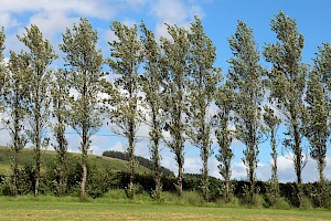 Populus 'Balsam Spire' P. balsamifera x trichocarpa