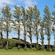 Populus 'Balsam Spire'