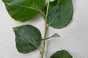 P. balsamifera x trichocarpa: Populus 'Balsam Spire'