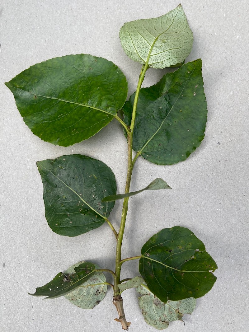 Populus 'Balsam Spire' - © Charles Hipkin