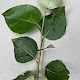 Populus 'Balsam Spire'