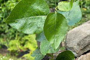 P. balsamifera x trichocarpa: Populus 'Balsam Spire'