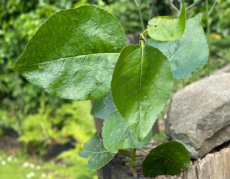 Populus 'Balsam Spire' - © Charles Hipkin