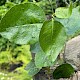 Populus 'Balsam Spire'