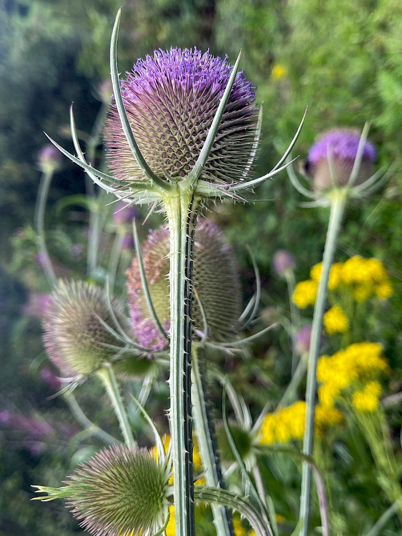 Dipsacus fullonum - © Charles Hipkin