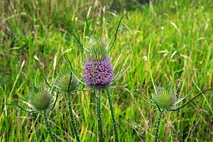 Wild Teasel: Dipsacus fullonum