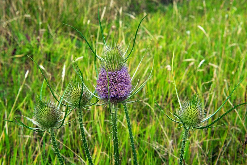 Dipsacus fullonum - © Charles Hipkin