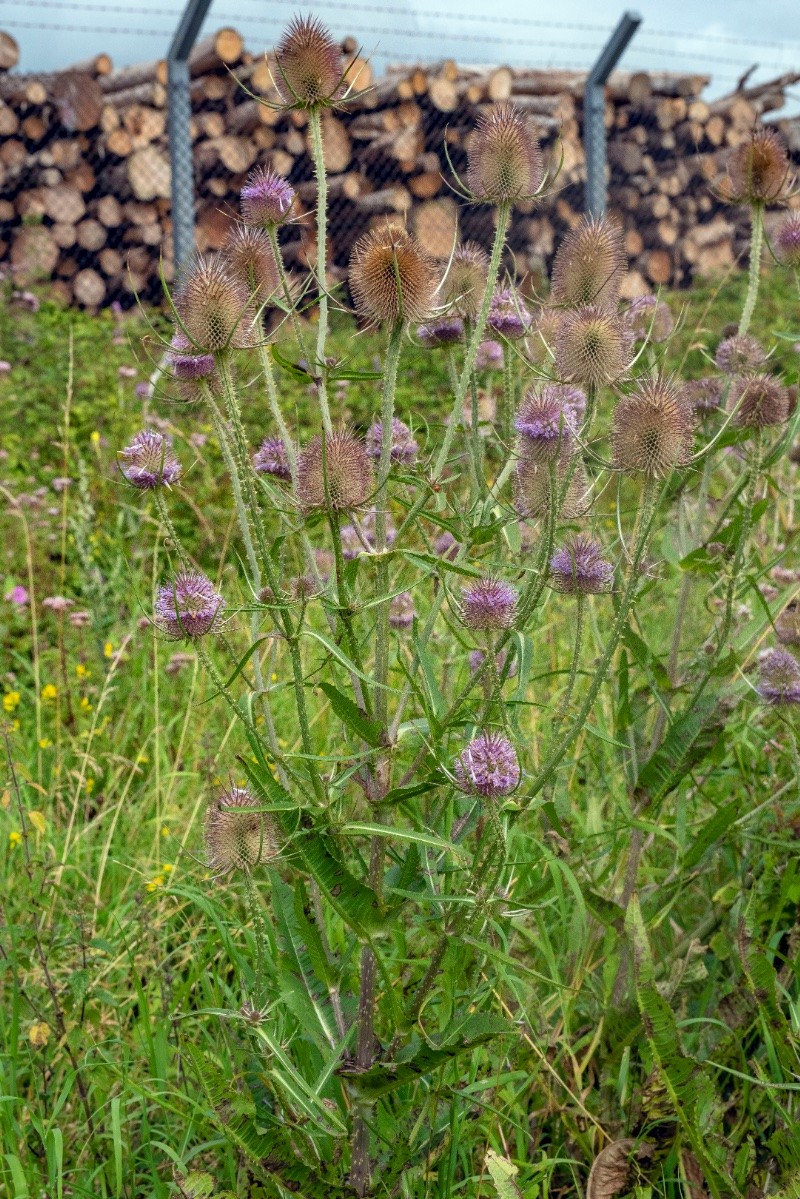 Dipsacus fullonum - © Charles Hipkin