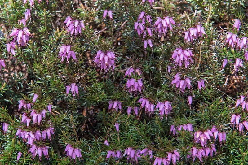 Erica carnea - © Charles Hipkin