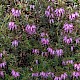 Erica carnea