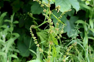 Clustered Dock: Rumex conglomeratus