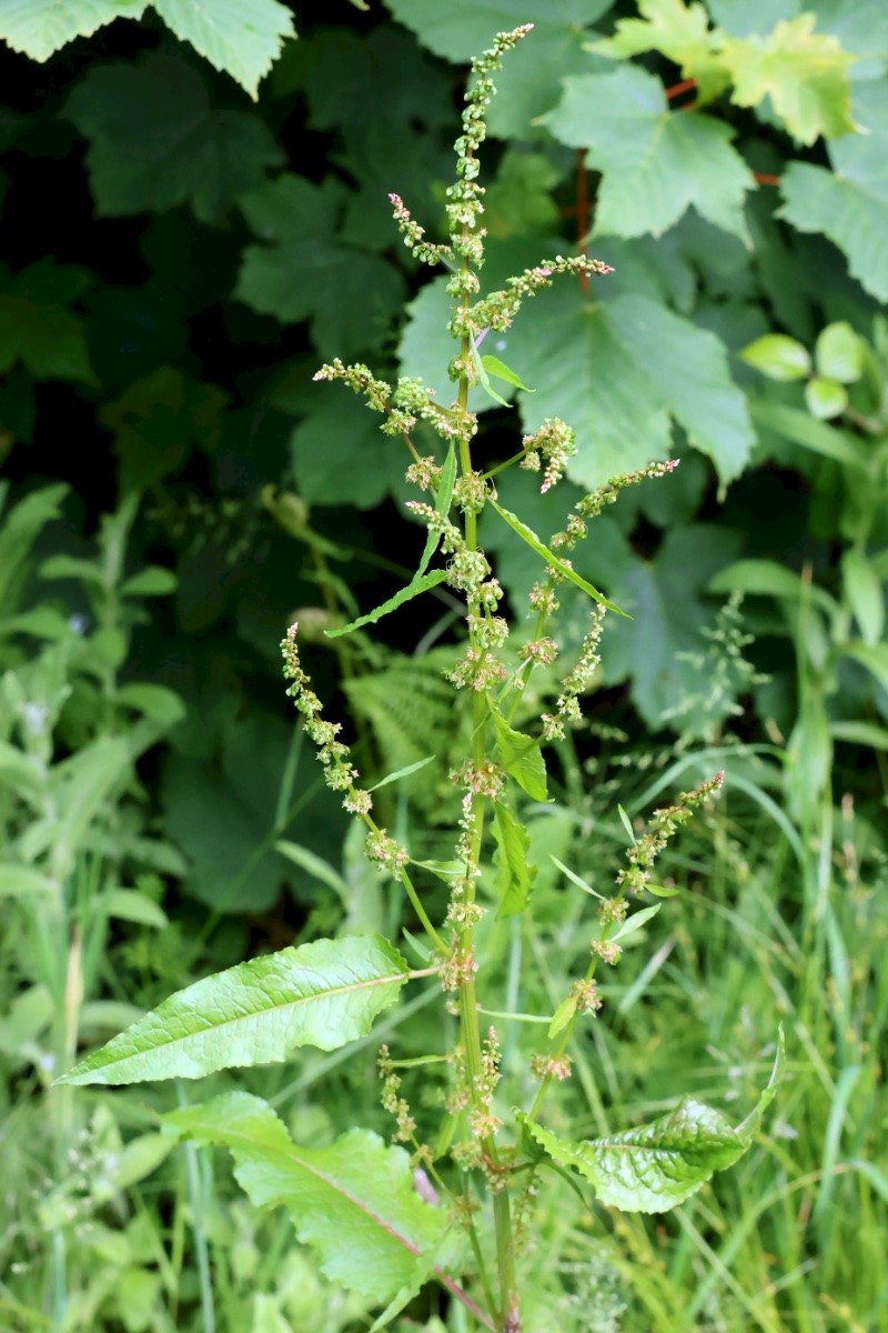 Rumex conglomeratus - © Charles Hipkin