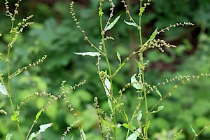 Clustered Dock: Rumex conglomeratus