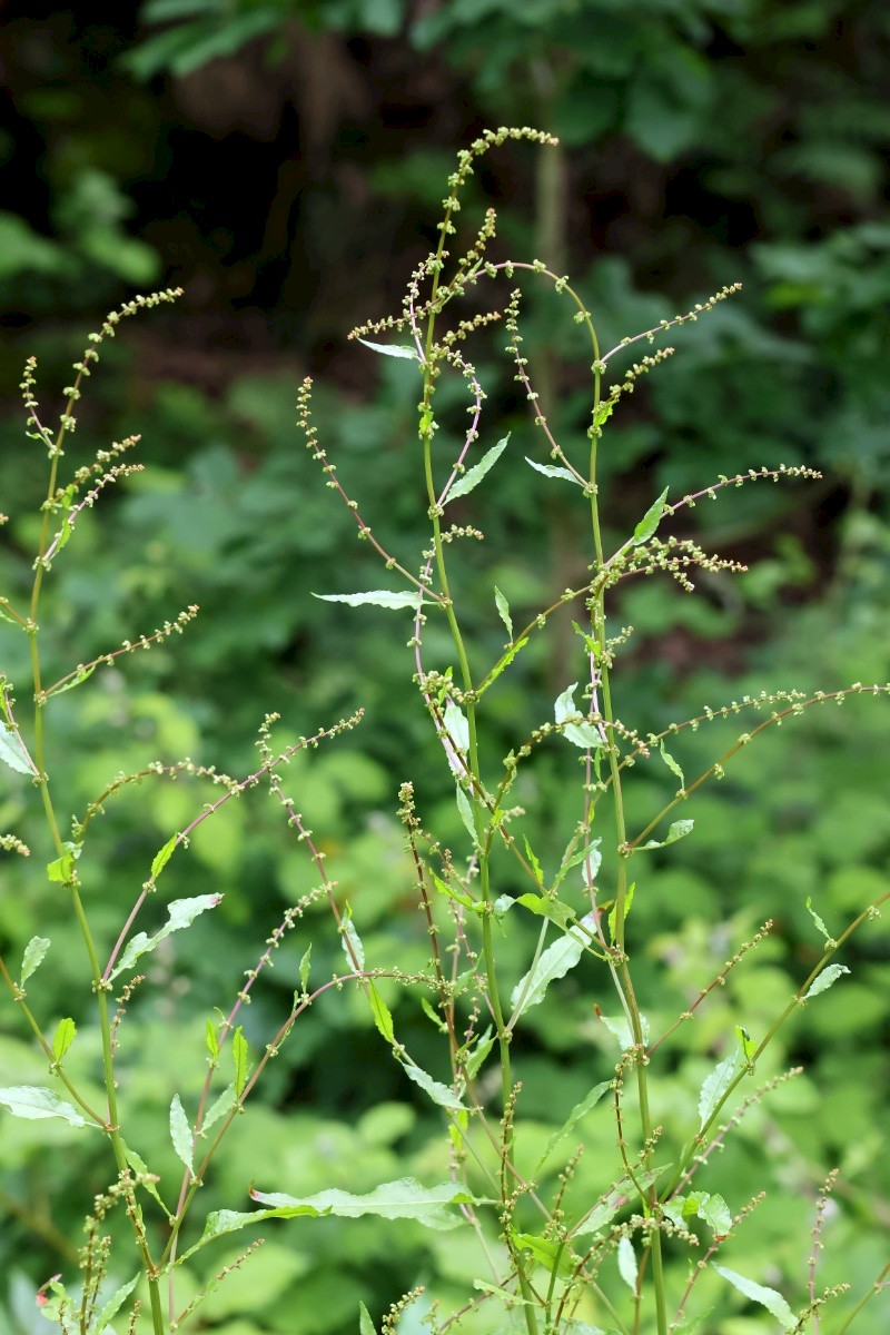 Rumex conglomeratus - © Charles Hipkin