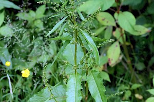 Clustered Dock: Rumex conglomeratus