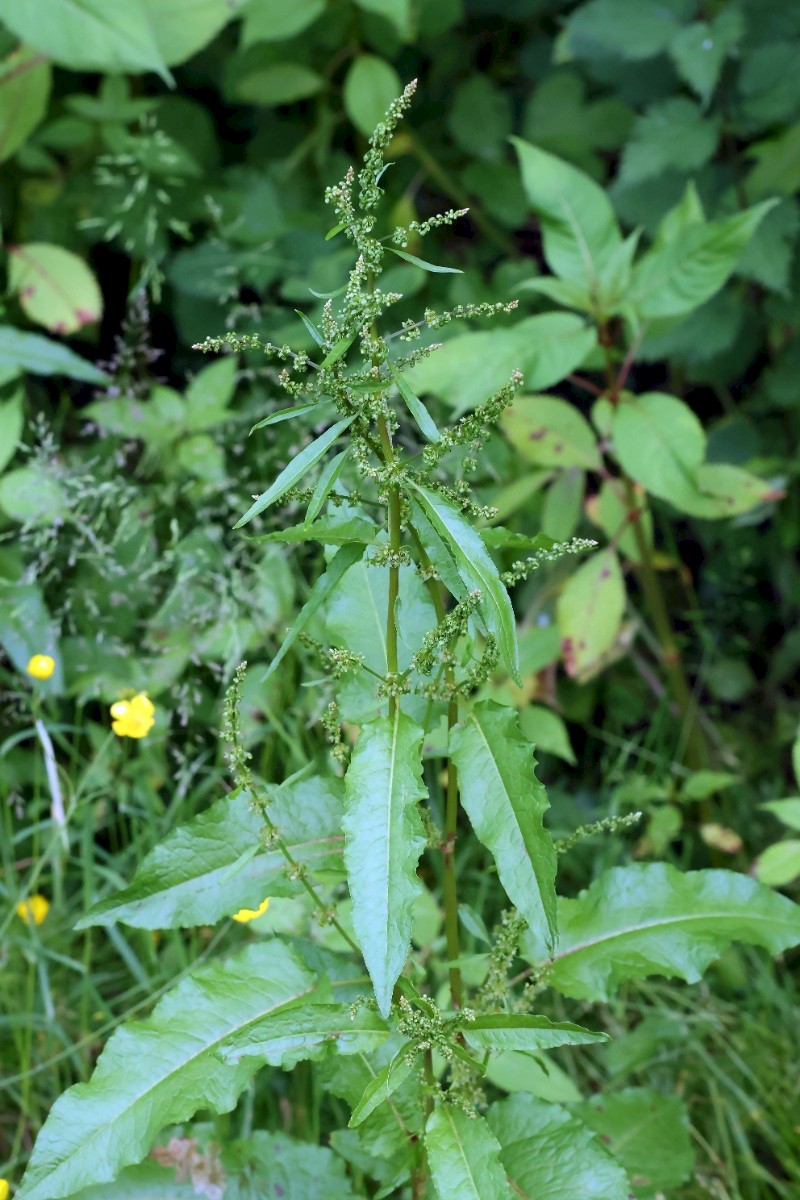 Rumex conglomeratus - © Charles Hipkin