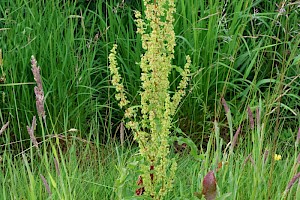 Curled Dock: Rumex crispus