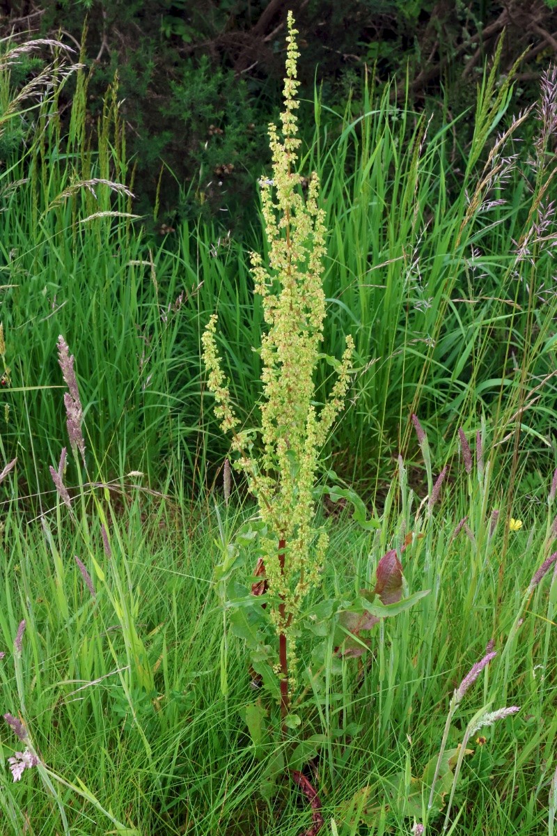 Rumex crispus - © Charles Hipkin