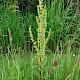 Rumex crispus