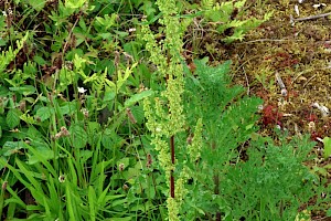 Curled Dock: Rumex crispus