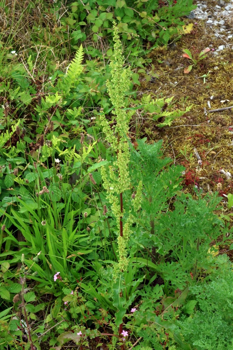 Rumex crispus - © Charles Hipkin